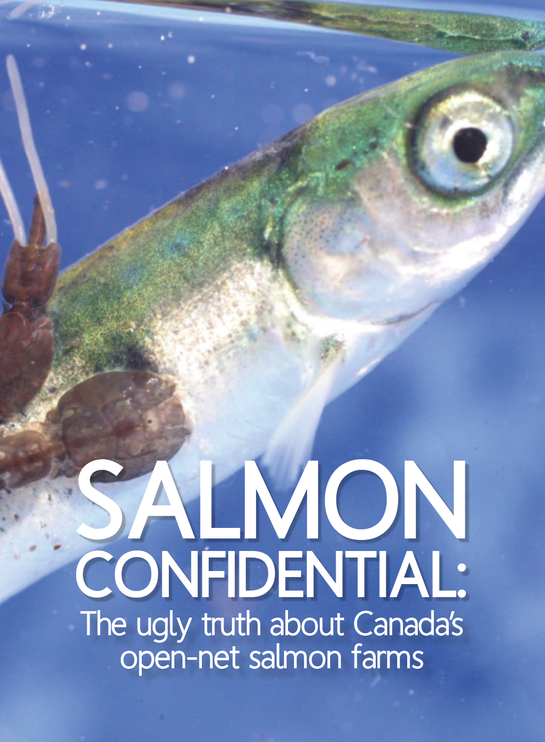 Salmon Confidential: the ugly truth about Canada's open-net salmon farms -  Environmental Communication Options/Huff Strategy